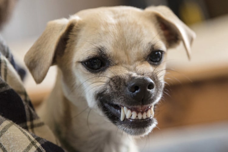 Puppyland - Ali kastracija res zmanjša agresivnost psa